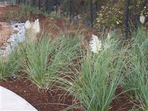 Garden Plants 